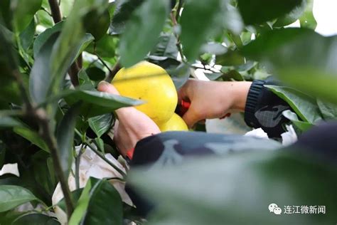 庆元举办甜桔柚文化节 - 庆元 - 丽水在线-丽水本地视频新闻综合门户网站