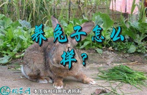 养殖兔子的时候兔子产生的污水和粪便怎么处理？|污水处理|兔场|粪便_新浪新闻