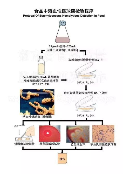 生物医药 - 上海拜谱生物科技有限公司