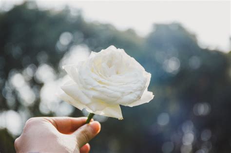 白玫瑰代表什么意思 白玫瑰数量代表的含义_万年历