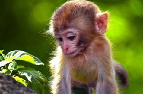 猴子寿命一般在多少年左右-百度经验