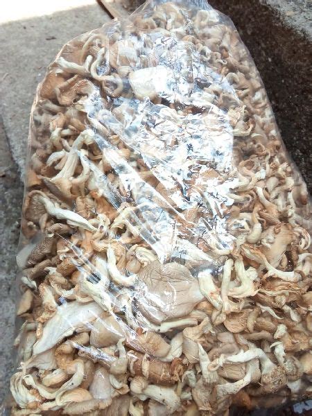 Organic Dried Oyster Mushroom, INR 700 / Kilogram by North Bengal ...