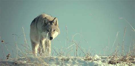 剧情电影《狼与狮子》解说文案/片源下载-678解说文案网