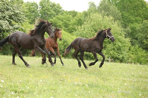 两匹黑马和一匹棕色马在大自然中奔跑-包图企业站
