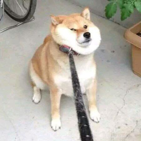 一人一狗动漫情头图片