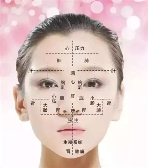 面诊部位的反射区图 脸部对应的内脏