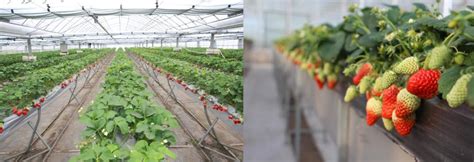 草莓栽培现状与栽培方式概述 - 知乎