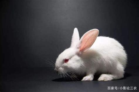 属兔人出生月的命运 属兔每个月出生详解 - 万年历