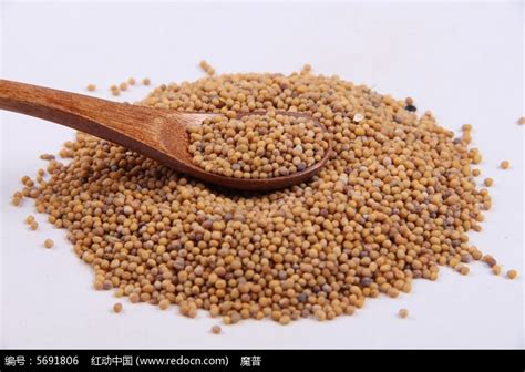 白芥子图片