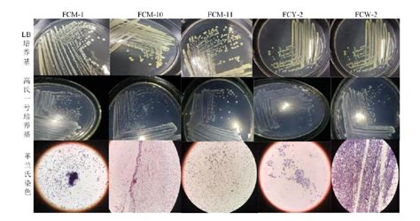 5株纤维菌属菌株的分离、鉴定及产酶活性研究