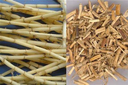 白茅根的功效与作用 白茅根的用法用量和使用禁忌 - 中药360