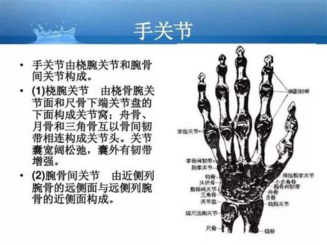 手指头名称示意图图片