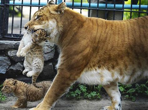 老虎和狮子的故事,猫和老虎的故事,三只老虎的故事_大山谷图库