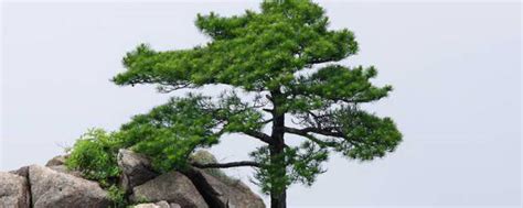 松树的介绍 关于松树的简介_知秀网