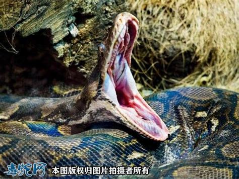 世界上最大的蟒蛇照片揭秘 55米巨蟒现世预兆着什么_嘿呀网