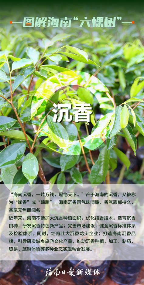 海报｜图解海南“六棵树”-新闻中心-南海网
