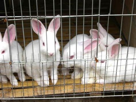 兔子养殖方法和技术(兔子养殖方法和技术视频） - 植物百科网