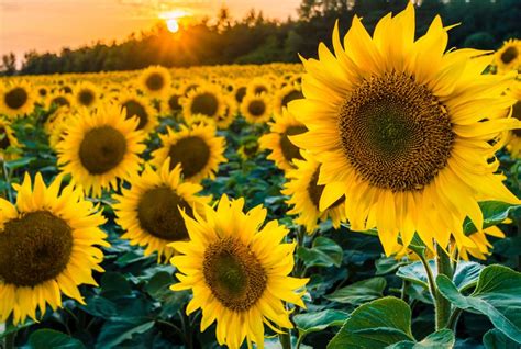 向日葵会随着太阳转动（追逐光芒的花朵）-农百科