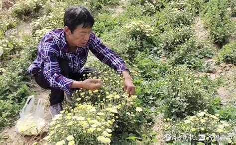 蓝山县塔峰镇竹市村：晚稻进入收割季 田间响起“丰收曲”_蓝山_永州站_红网