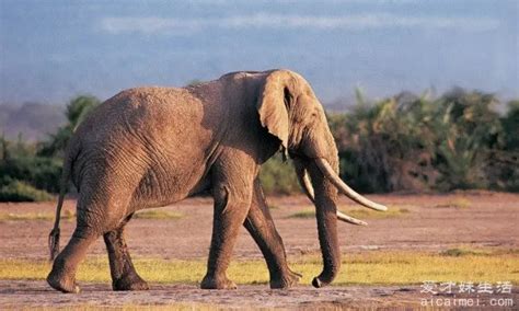 孟加拉虎单挑亚洲象，大象能将老虎给踩死吗？|孟加拉虎|亚洲象|大象_新浪新闻