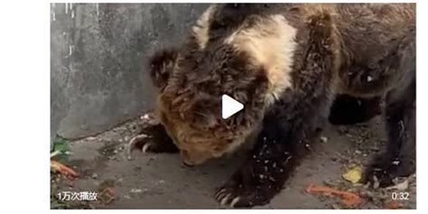上海野生动物园熊群咬人，饲养员为何出现在场？还有1个谜题未解_腾讯视频