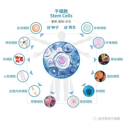 再生医学大师：间充质干细胞移植的临床研究现状-杭吉干细胞科技