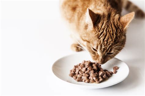 猫咪可以吃什么食物？最适合喂猫的7种食物，绝对让猫吃得开心，吃得健康 | 说明书网