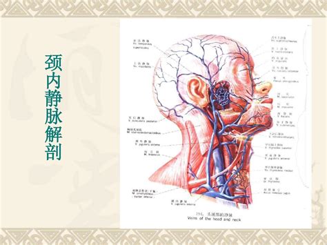 贵要静脉解剖图图片