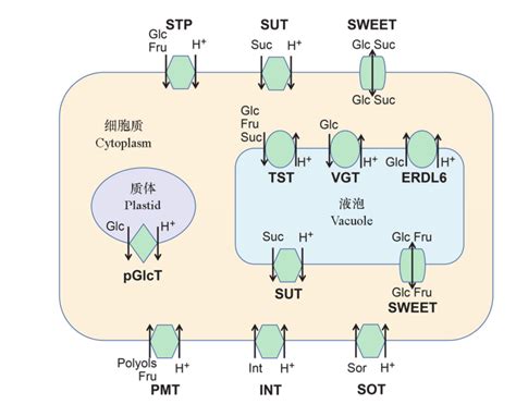 叶绿体TOC-TIC蛋白复合体转运机制研究进展