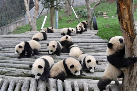2020碧峰峡野生动物园-旅游攻略-门票-地址-问答-游记点评，雅安旅游旅游景点推荐-去哪儿攻略