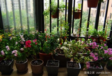 室内/封闭阳台适合养殖的开花花卉/盆栽有哪些？ - 知乎