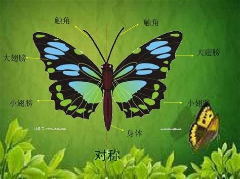 蝴蝶的三个特点 - 业百科