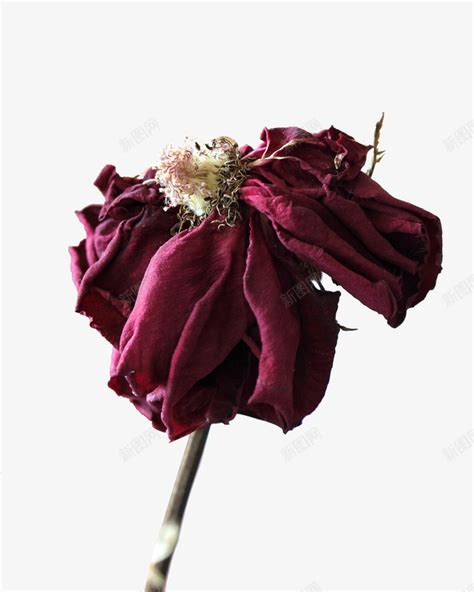 凋谢的玫瑰花花瓣png图片免费下载-素材7yiPjjWgW-新图网