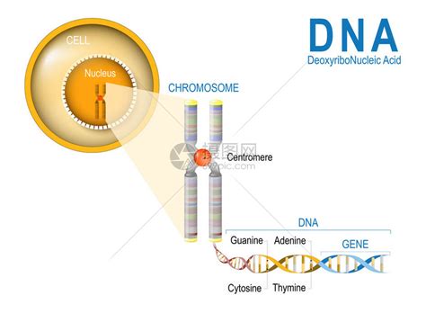 细胞染色体DNA和基因细胞结构DNA分子是双螺旋基因是一段编码特定蛋白质的DNA插画图片下载-正版图片402325648-摄图网