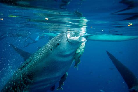 鲸鲨: 地球上最温顺的鲨鱼, 唯一的天敌是人类, 吃浮游生物和小鱼