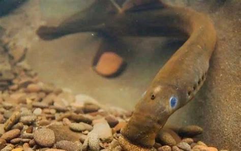 七鳃鳗（无颌动物亚门圆口纲的一种动物） - 搜狗百科