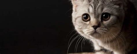 猫为什么会发出“咕噜咕噜”声动物学家它是动物界的语言大师