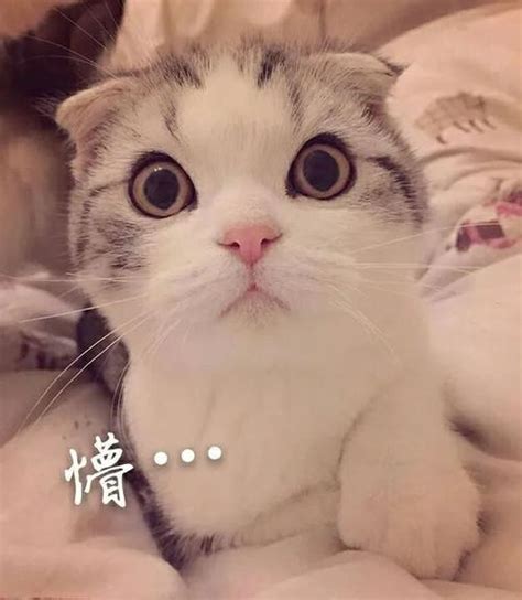 小猫的名字好听,小猫名字起名字_大山谷图库