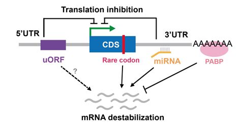 miRNA靶点预测及验证之合成篇 _基因