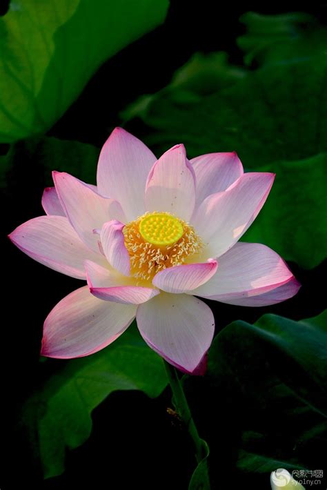 莲花壁纸图片