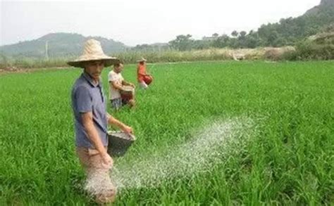 现在农民种田如果不使用化肥农药，光靠责任心能提高产量吗？ - 农村致富网