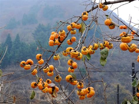 众多市民和游客争相打卡，苏州“网红柿子树”成知名打卡点_新华报业网