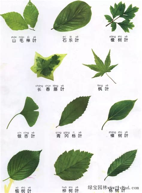 常见树叶的图片及名字,各种树叶的形状及名称,常见树叶的名字_大山谷图库