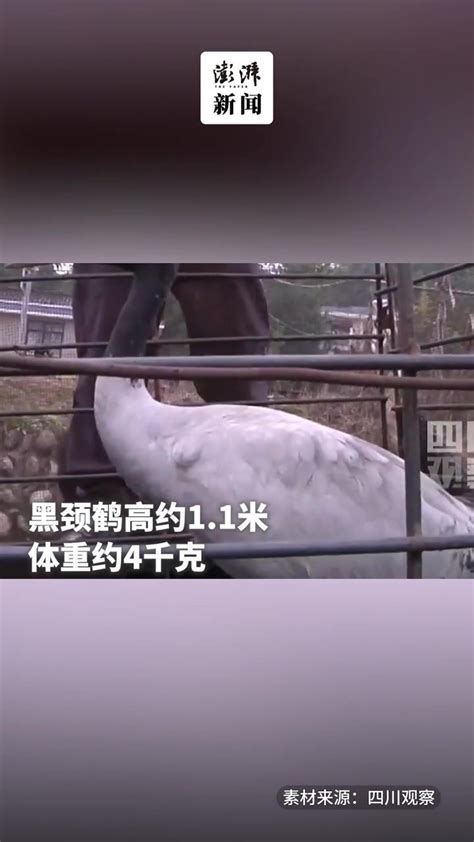 村民家里飞来大鸟，原来是国家一级保护动物黑颈鹤_凤凰网视频_凤凰网