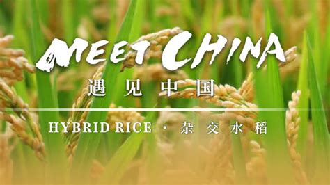 科学网—[转载]中国杂交水稻发展史 - 聂广的博文