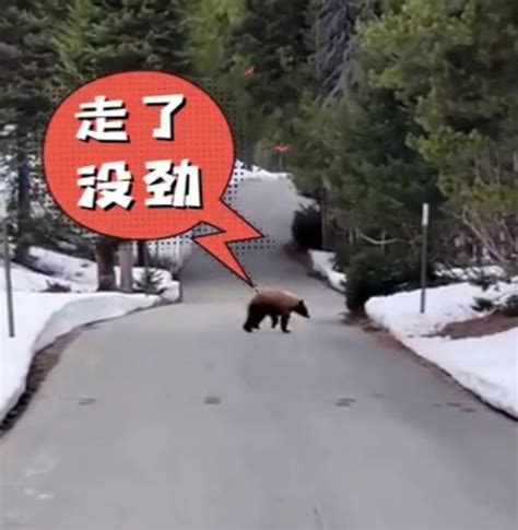 黑熊和老虎正面比拼，却被吓得爬上树，胆小黑熊瞬间变“狗熊”！_新浪新闻