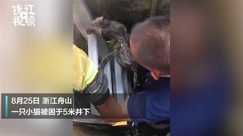 舟山 消防员钻入5米深井救出被困小猫_新浪新闻