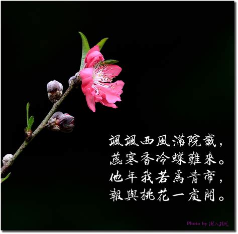 歌咏桂花的12首绝美诗词，表达桂花的寓意的诗句-我爱育娃
