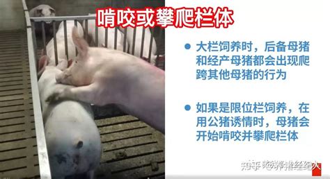母猪难产、产仔时间过长如何是好？ - 猪病预防及治疗/养猪技术 - 中国养猪网-中国养猪行业门户网站