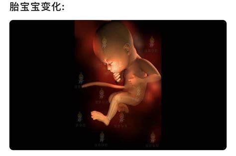 孕期怎么看懂胎儿大小，双顶径，股骨长，头围和腹围？(附对照表)_cm